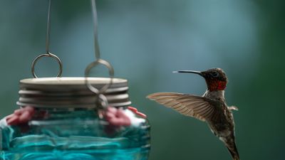 Hummingbird feeder wind chimes are a beautiful way to attract native birds to your yard – and I've just found the best deals on Amazon