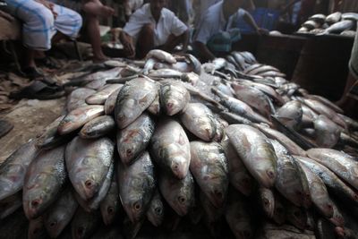 Fishy diplomacy: What a hilsa ban reveals about India-Bangladesh tensions