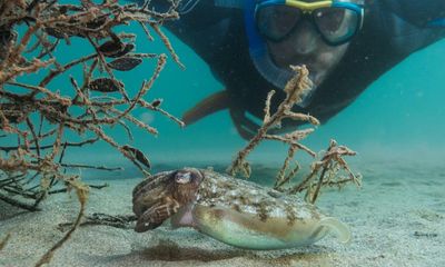 ‘We look to the past to move forward’: the ancient method boosting cuttlefish numbers in the Mediterranean