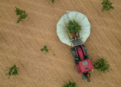 Droughts Drive Spanish Boom In Pistachio Farming