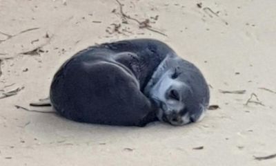 Investigation launched after baby seal found with spinal injuries on Victorian beach