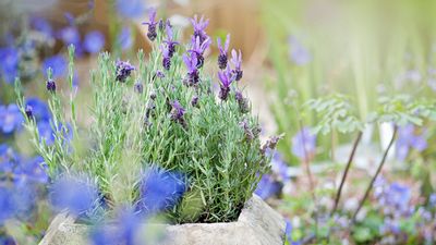 How to Winterize Lavender in 3 Simple Steps — Protect Your Blooms From Frost Now for an Aromatic Garden Next Year