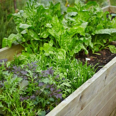 The best vegetables to sow in October – extend your garden's growing season and enjoy a bumper winter crop