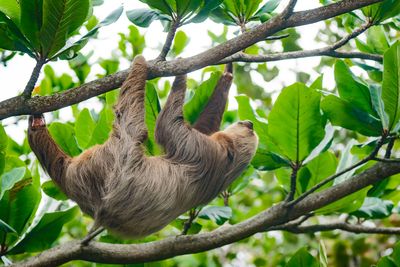 Sloths straining under climate change