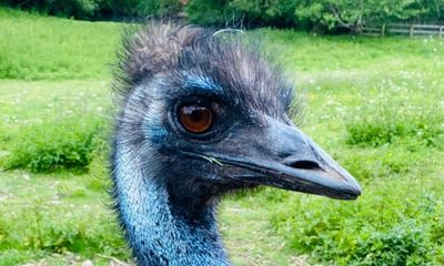 Search for missing emu Irwin amid fears bird fell into Wiltshire river