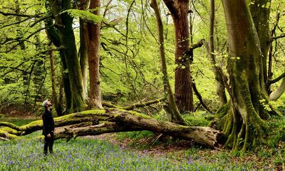 ‘My friends call me the tree hugger’: a day in the life of a woodland ranger