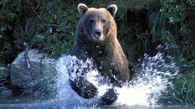 "The ferocity of bears is real" – Fat Bear Week off to grizzly start after shocked viewers witness deadly battle in the wild