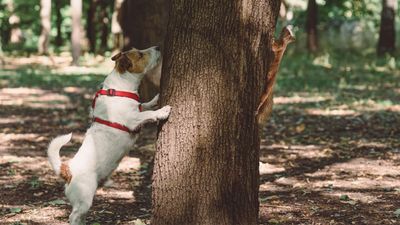 If your dog likes to chase other animals when you're on a walk, try this trainer's clever recall tip