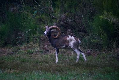 Montana Man Imprisoned for Creating Hybrid Animals to Hunt for Sport Says He Got Carried Away