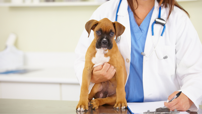 Dilated cardiomyopathy in dogs: Everything you need to know