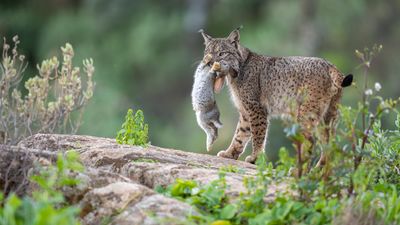 Stunning photo of Iberian lynx chowing down on prey wins Rewilding Europe Awards 2024