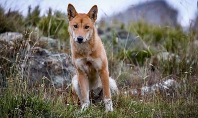 Alpine dingoes at risk of extinction after Victorian government extends right to cull