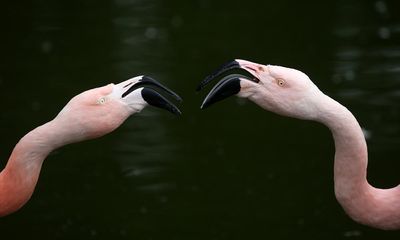 Flamingo foster fathers hatch an egg together at the San Diego zoo