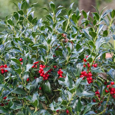 How to grow holly - if the perfect security hedging for a home with some festive flair