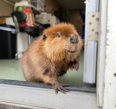 Internet-Famous Beaver Ordered to Be Returned to Nature As Experts Warn She May Not Survive