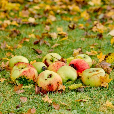 Jobs to do in the garden in October – 8 tasks to keep you busy, from planting to pruning