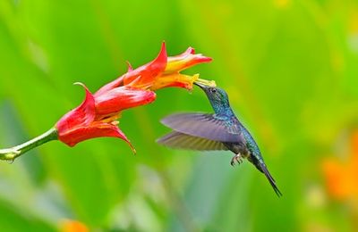 A Hummingbird’s All-Sugar Diet Would Give Anyone Diabetes — Scientists Finally Know Their Secrets