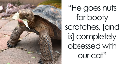 People Online Are Obsessed With This Cute Tortoise And His Owner, Who Got A Matching Manicure