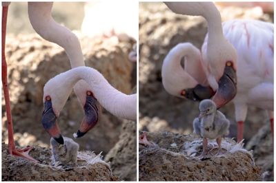 Same-Sex Flamingo Couple Become Dads After Hatching Egg at San Diego Zoo