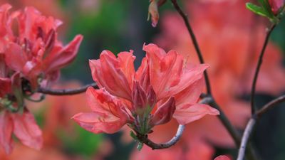 What to do with rhododendrons and azaleas in the fall – expert tips to prepare your shrubs for the colder months