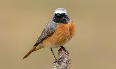 Country diary: The last redstart till spring