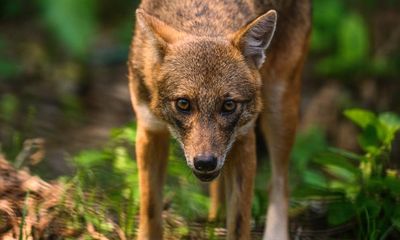 Days of the jackal: Canis aureus makes sudden tracks into western Europe