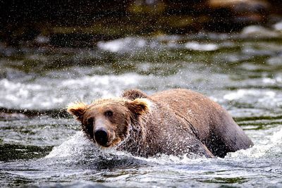 Annual Fat Bear Week contest in shock after contestant killed live on camera