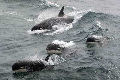 Russian researchers in desperate attempt to rescue stranded killer whales