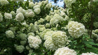 How You Should Winterize Hydrangeas — 4 Simple Steps to Protect Your Blooms From Harsh Weather