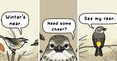 This Artist Brings Laughter To Bird And Nature Lovers With Humorous Comics (20 New Pics)