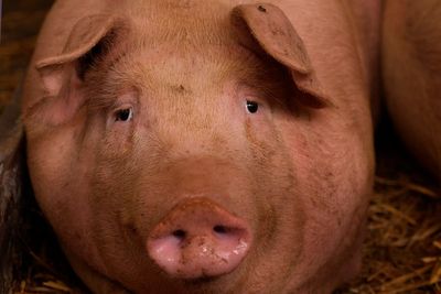 Prosciutto warning as swine fever sweeps Italy with 120,000 pigs killed