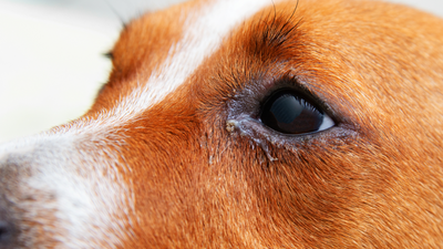 Eye discharge in dogs: Types, causes and treatment, according to a vet