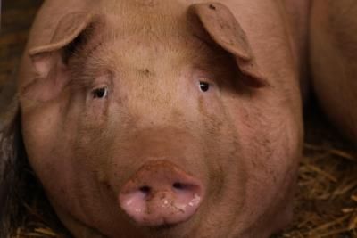 Italy Battles Swine Fever Outbreak Threatening Pork Industry