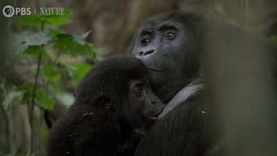 'The simplicity of life just hits you': Watch rare footage of critically endangered eastern lowland gorilla feeding her baby in the wild