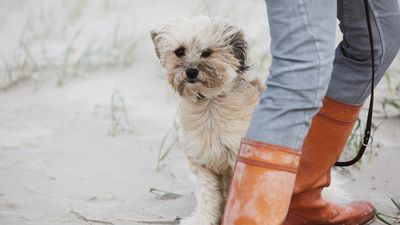 5 ways to help your anxious dog become more confident, according to an expert