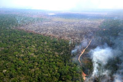 Facing Backlash, EU Moves To Delay Deforestation Rules