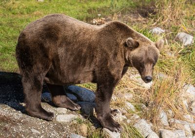 Animal Lovers Horrified as Male Bear Drowns Female Bear on National Bear Celebration Live Stream