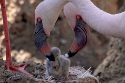 Tickled pink! First-time flamingo foster dads raise chick at San Diego zoo