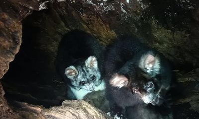 Cuddles and drama as live stream shows secret life of ‘ridiculously fluffy’ greater glider