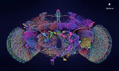 Tiny brain, big deal: fruit fly diagram could transform neuroscience