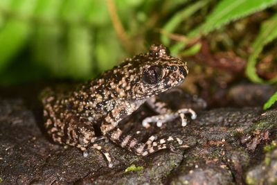 New toothed toad found by scientists on the hunt for its ‘brother’