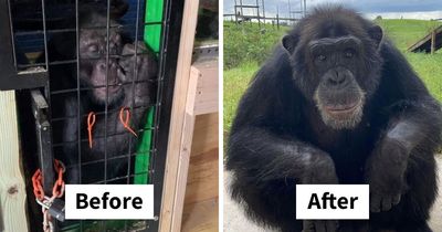 PETA Lawyer Exclusively Opens Up Amid Before And After Photos Of Tonka From “Chimp Crazy”