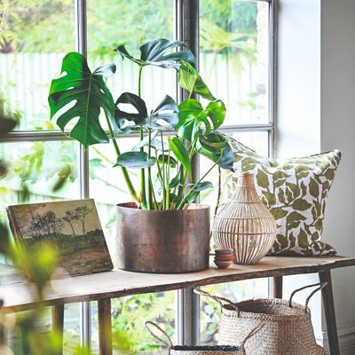 When to repot monstera for a happy houseplant with huge, glossy leaves