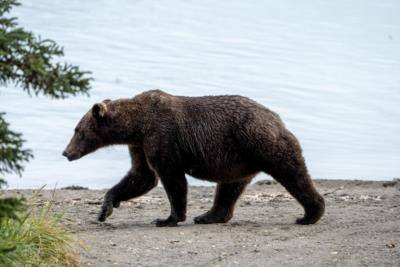 Annual Fat Bear Week Contest Kicks Off In Alaska