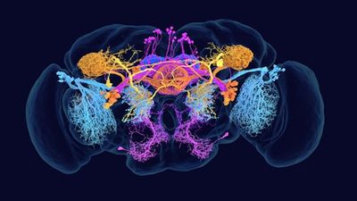 This Complete Map of An Adult Fruit Fly May Finally Reveal Unsolved Mysteries About the Brain