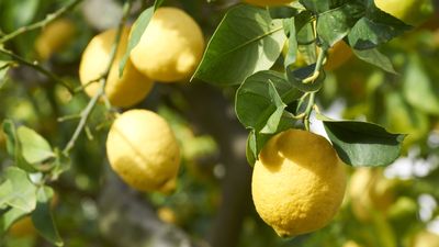 Why are my citrus leaves curling? 5 reasons for warped foliage