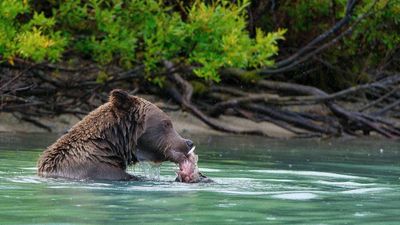 National parks see string of bear attacks