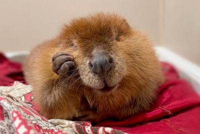 The fate of Nibi the beaver lands in court as rescuers try to stop her release into the wild