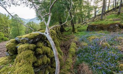 Nature in England at risk as amount of land ‘effectively protected’ falls to 2.93%