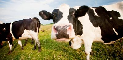 Methane emissions from dairy farms higher than previously thought – new study